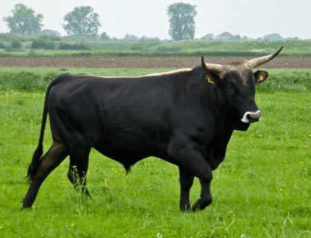 Cовременный бык близкий к дикому предку